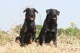 BEAUCERON